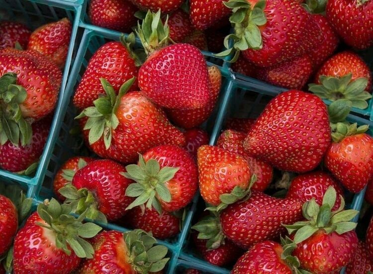 aliment bon gencives dents fraises acide malique antioxydants 2