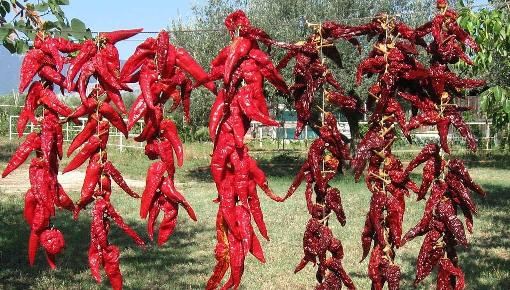 chiles secos 1